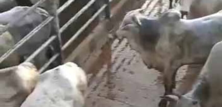 Fazenda para pastagem com 7500 cabeças de gado e próximo à cidade | Marabá – PA Fazenda para pastagem com 7500 cabeças de gado e próximo à cidade | Marabá – PA