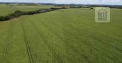 Fazenda à venda p/ Plantio de Grãos 4.032 hectares com toda infraestrutura | Aparecida do Rio Negro – TO