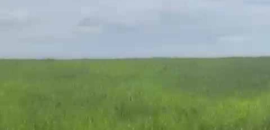 Excelente Fazenda de pecuária com aptidão pra agricultura | Região de barra do Garça/ MT