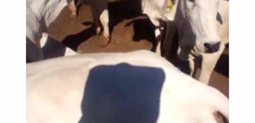 Excelente Fazenda de pecuária com aptidão pra agricultura | Região de barra do Garça/ MT