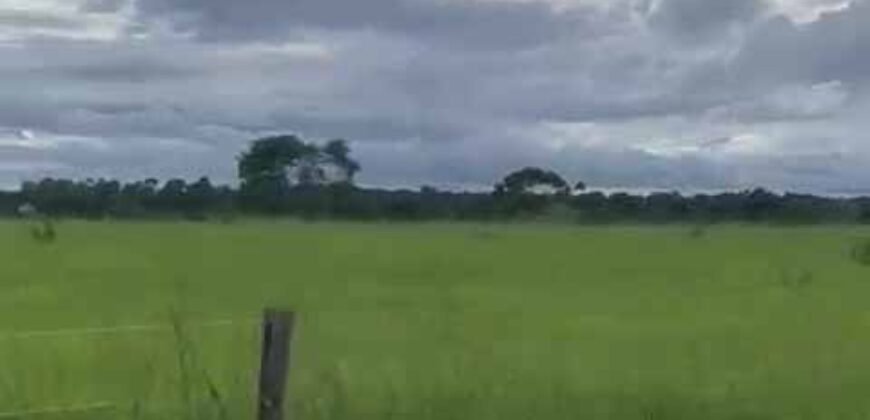 Excelente Fazenda de pecuária com aptidão pra agricultura | Região de barra do Garça/ MT