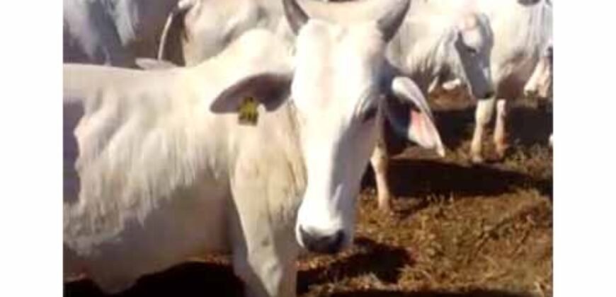Excelente Fazenda de pecuária com aptidão pra agricultura | Região de barra do Garça/ MT