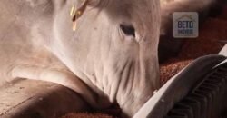 Fazenda c/ Barragens, Pastos e Lavouras Total de 2300 hectares | Araxá/ MG Fazenda c/ Barragens, Pastos e Lavouras Total de 2300 hectares | Araxá/ MG