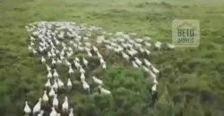 Fazenda TOP Produtiva Lavoura Pasto 46.623 hectares e Pista de Pouso | Paragominas/ PA