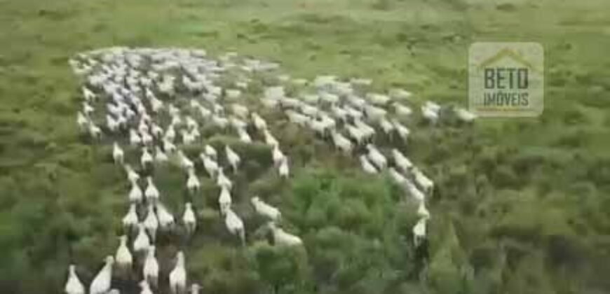 Fazenda TOP Produtiva Lavoura Pasto 46.623 hectares e Pista de Pouso | Paragominas/ PA