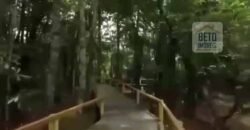 Fazenda TOP Produtiva Lavoura Pasto 46.623 hectares e Pista de Pouso | Paragominas/ PA