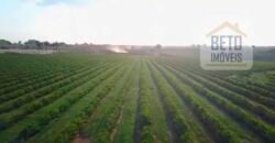 Fazenda de Café, Produção de leite e outras lavouras c/1.939 hectares Excelente estrutura | Patrocínio/ MG