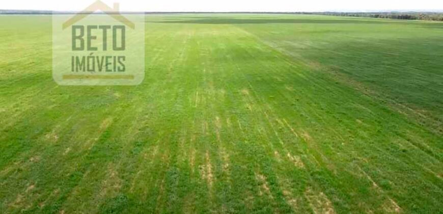 Excelente Fazenda à venda 3.665 ha com 100% pastagens cultivadas toda plana | João Pinheiro/ MG