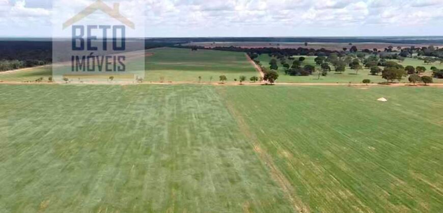 Excelente Fazenda à venda 3.665 ha com 100% pastagens cultivadas toda plana | João Pinheiro/ MG