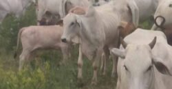 Oportunidade Única! Fazenda para Agricultura e Pecuária 2.132 Ha Localização estratégica | Norte de Minas Gerais Oportunidade Única! Fazenda para Agricultura e Pecuária 2.132 Ha Localização estratégica | Norte de Minas Gerais