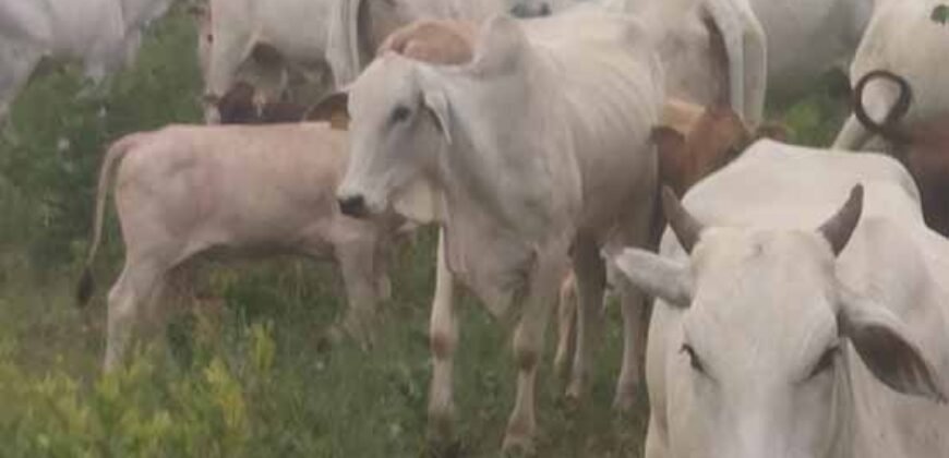 Oportunidade Única! Fazenda para Agricultura e Pecuária 2.132 Ha Localização estratégica | Norte de Minas Gerais Oportunidade Única! Fazenda para Agricultura e Pecuária 2.132 Ha Localização estratégica | Norte de Minas Gerais