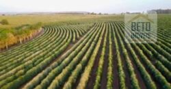 Fazenda de Café, Produção de leite e outras lavouras c/1.939 hectares Excelente estrutura | Patrocínio/ MG