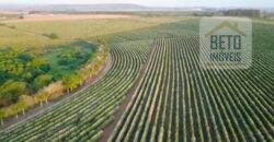 Fazenda de Café, Produção de leite e outras lavouras c/1.939 hectares Excelente estrutura | Patrocínio/ MG