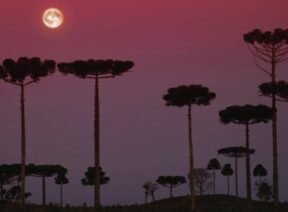 Região Sul Região Sul