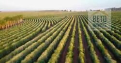 Fazenda de Café, Produção de leite e outras lavouras c/1.939 hectares Excelente estrutura | Patrocínio/ MG