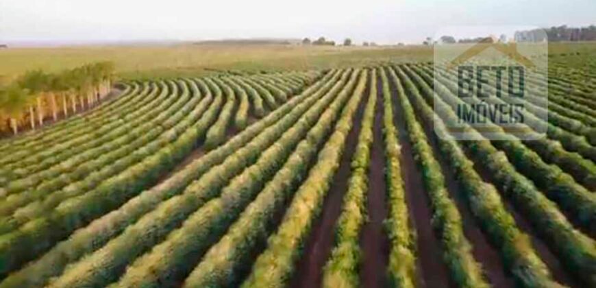 Fazenda de Café, Produção de leite e outras lavouras c/1.939 hectares Excelente estrutura | Patrocínio/ MG