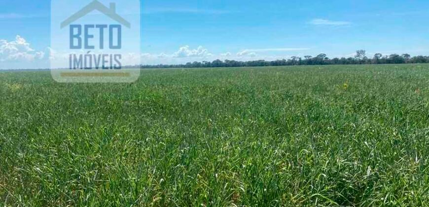 Excelente Fazenda à venda 3.665 ha com 100% pastagens cultivadas toda plana | João Pinheiro/ MG