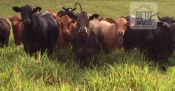 Oportunidade Única: Fazenda de 440 Hectares no Sul de Minas Gerais com Residência de Luxo e Infraestrutura Completa