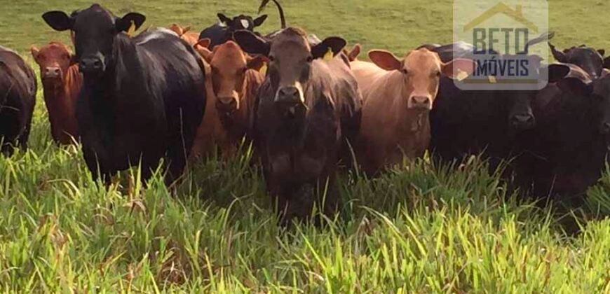 Oportunidade Única: Fazenda de 440 Hectares no Sul de Minas Gerais com Residência de Luxo e Infraestrutura Completa