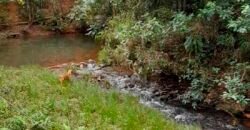 Excelente Fazenda c/ 692.12 hectares Lavoura de soja e Pastagem 100 cabeças | 100 km de Brasília DF – GO