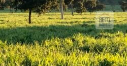 Fazenda à Venda com toda estrutura e tecnologia para Pecuária | Cáceres – MT