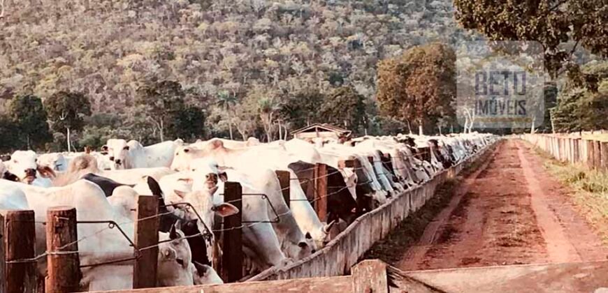 Fazenda à Venda com toda estrutura e tecnologia para Pecuária | Cáceres – MT