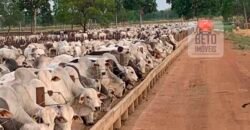 Fazenda à Venda com toda estrutura e tecnologia para Pecuária | Cáceres – MT