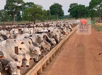 Fazenda à Venda com toda estrutura e tecnologia para Pecuária | Cáceres – MT