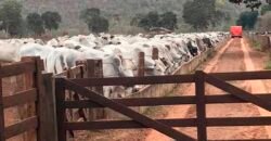 Fazenda à Venda com toda estrutura e tecnologia para Pecuária | Cáceres – MT