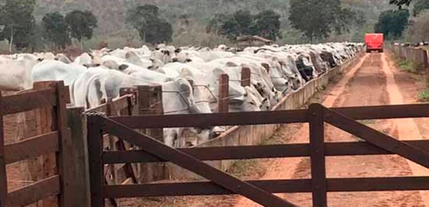 Fazenda à Venda com toda estrutura e tecnologia para Pecuária | Cáceres – MT