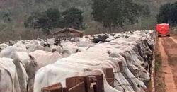 Fazenda à Venda com toda estrutura e tecnologia para Pecuária | Cáceres – MT