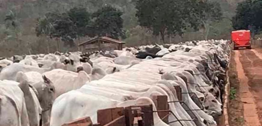Fazenda à Venda com toda estrutura e tecnologia para Pecuária | Cáceres – MT