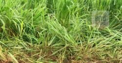 Fazenda à Venda com toda estrutura e tecnologia para Pecuária | Cáceres – MT