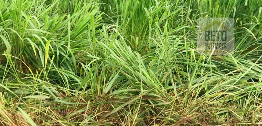 Fazenda à Venda com toda estrutura e tecnologia para Pecuária | Cáceres – MT