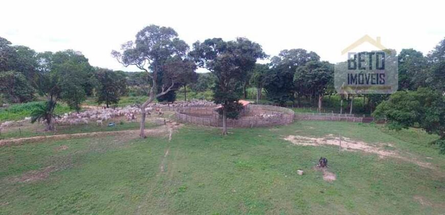 Fazenda 24 Mil Hectares de Puro Potencial Agropecuário e Beleza Natural | N. S. do Livramento/ MT