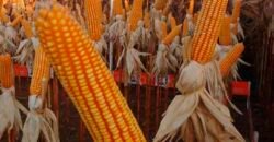 Fazenda 40 mil ha para lavoura estrutura pronta de armazenamento e irrigação | Região do Araguaia/ PA