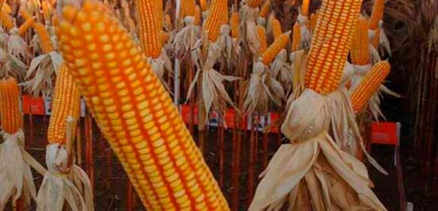 Fazenda 40 mil ha para lavoura estrutura pronta de armazenamento e irrigação | Região do Araguaia/ PA