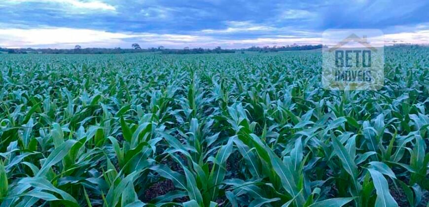 Fazenda 40 mil ha para lavoura estrutura pronta de armazenamento e irrigação | Região do Araguaia/ PA