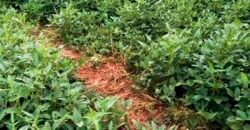 Oportunidade! Excelente fazenda de Lavoura de Cana e Soja 2600 alqueires | Piracicaba/ SP Oportunidade! Excelente fazenda de Lavoura de Cana e Soja 2600 alqueires | Piracicaba/ SP