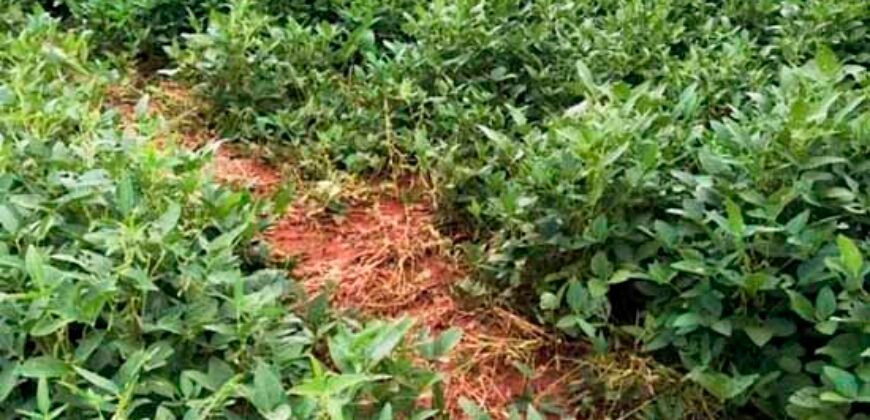 Oportunidade! Excelente fazenda de Lavoura de Cana e Soja 2600 alqueires | Piracicaba/ SP Oportunidade! Excelente fazenda de Lavoura de Cana e Soja 2600 alqueires | Piracicaba/ SP