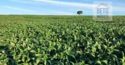 Oportunidade! Excelente fazenda de Lavoura de Cana e Soja 2600 alqueires | Piracicaba/ SP Oportunidade! Excelente fazenda de Lavoura de Cana e Soja 2600 alqueires | Piracicaba/ SP