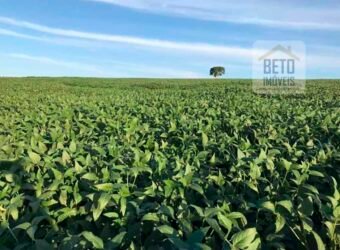 Oportunidade! Excelente fazenda de Lavoura de Cana e Soja 2600 alqueires | Piracicaba/ SP