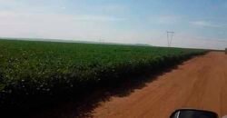 Oportunidade! Excelente fazenda de Lavoura de Cana e Soja 2600 alqueires | Piracicaba/ SP Oportunidade! Excelente fazenda de Lavoura de Cana e Soja 2600 alqueires | Piracicaba/ SP