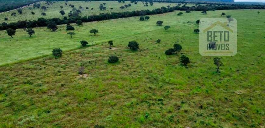 Excelente fazenda Dupla Aptidão à venda 4.356 hectares Pista de pouso e Logística pronta | Gal. Carneiro/ MT
