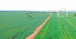 Excelente fazenda Dupla Aptidão à venda 4.356 hectares Pista de pouso e Logística pronta | Gal. Carneiro/ MT