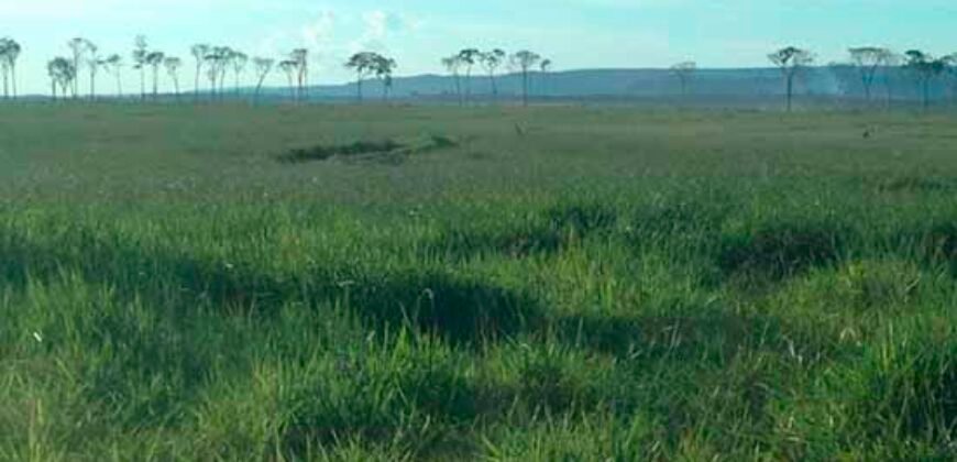 Fazenda Dupla Aptidão Lavoura Soja e Pecuária 12 mil hectares com pista de pouso | Comodoro/ MT