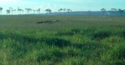 Fazenda Dupla Aptidão Lavoura Soja e Pecuária 12 mil hectares com pista de pouso | Comodoro/ MT