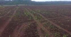 Fazenda Dupla Aptidão Lavoura Soja e Pecuária 12 mil hectares com pista de pouso | Comodoro/ MT