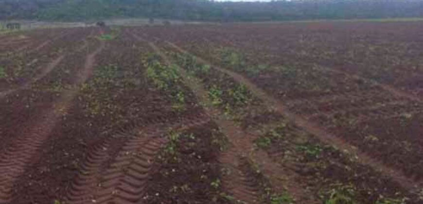 Fazenda Dupla Aptidão Lavoura Soja e Pecuária 12 mil hectares com pista de pouso | Comodoro/ MT