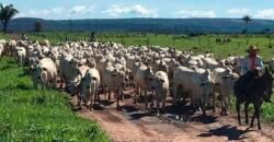 Fazenda Dupla Aptidão Lavoura Soja e Pecuária 12 mil hectares com pista de pouso | Comodoro/ MT